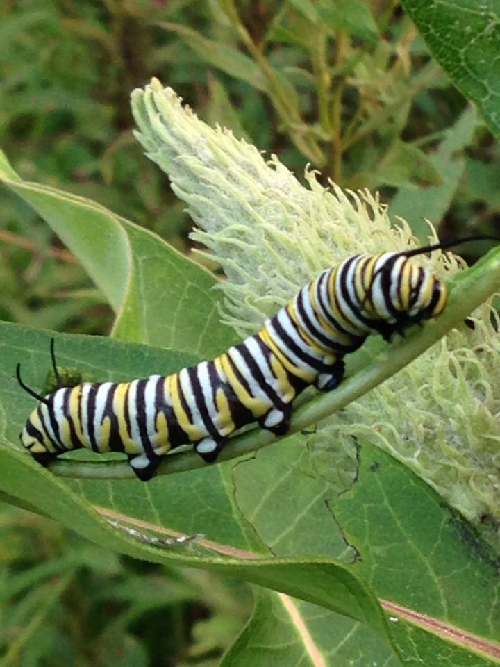 MONARCH BUTTERFLY LARVAE